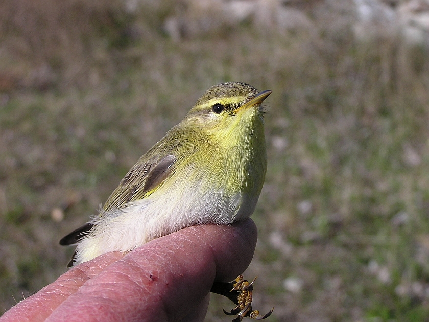 Wood Warbler, Sundre 20050513